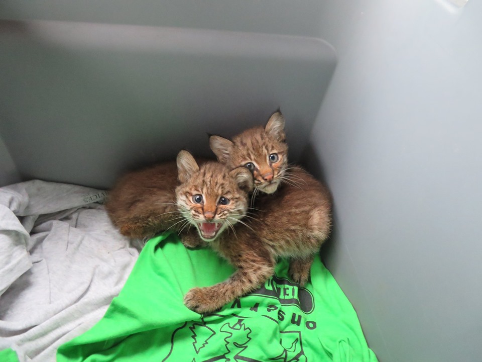 Bobcat Kittens Found Along Ohio 7 Given to Wildlife Rehabilitator